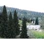 4" - 6"RM REAL EVERGREEN BL 13/PK