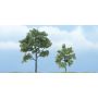 WOOTR1607 Premium Locust Tree  3in/2in (2)