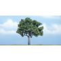 WOOTR1622 Premium Walnut Tree  4in