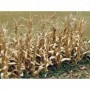 BAC32503 Dried Corn Stalks (30/Pk)