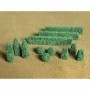 BAC32504 Boxwood Plants (20/Pk)