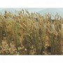 BAC32508 Wheat 1in Tall (40/Pk)